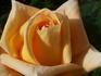 Colossus ™ rose photo