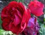 Alexandre Dumas rose photo