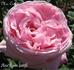 Mrs. Cocker rose photo