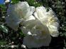 Frau Albert Hochstrasser rose photo
