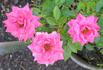 Raspberry Punch ™ rose photo