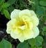 Yellow Ribbons ® rose photo