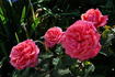 Grand Duc Henri rose photo