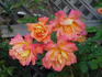 Patchwork rose photo