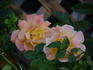 Patchwork rose photo