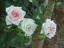 Gracie Allen rose photo