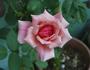 Giuseppe Motta rose photo