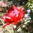 Apache Belle rose photo