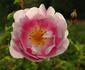 Burnet Irish Marbled rose photo