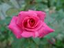 Hot Spot rose photo