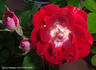 Space Odyssey™ rose photo