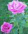 Misty Twilight ™ rose photo