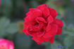 Erika Pluhar rose photo