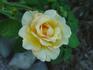 Golden Opportunity rose photo