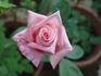 Dothan rose photo