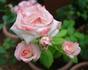 City of Alexandria rose photo