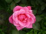 De Montarville rose photo
