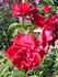 Bengale Rouge rose photo