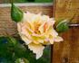 Evening Light rose photo