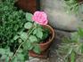 Allen Bodine rose photo