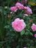 Wisley rose photo