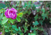 François Michelon rose photo