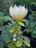 SAXLB3 rose photo