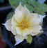 SAXLB3 rose photo