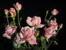 Alecia Carol ™ rose photo