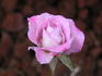 Dolores Marie rose photo