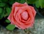 Lady Bird Johnson rose photo