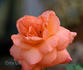 Metanoia rose photo