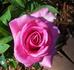 Misty Twilight ™ rose photo