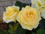 Golden Age rose photo