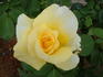 Golden Age rose photo