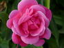 De Montarville rose photo