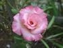 Angela Lansbury rose photo