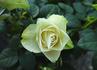 Emerald Hit rose photo