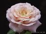Lady Sunblaze rose photo