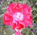 Wapiti ® rose photo