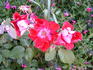 Wapiti ® rose photo