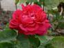 Madame Marguerite Marsault rose photo