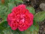 Madame Marguerite Marsault rose photo