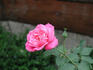 Allen Bodine rose photo