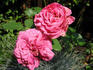 Temptation rose photo