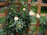 Evening Light rose photo