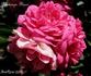 Printemps Fleuri rose photo