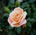 Evening Light rose photo