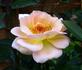 Evening Light rose photo