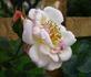 Evening Light rose photo